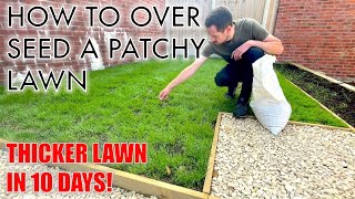 How to OVER SEED a PATCHY LAWN [upl. by Allan]