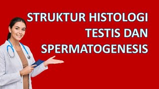 Struktur Mikroskopis Testis dan Spermatogenesis [upl. by Hooper848]