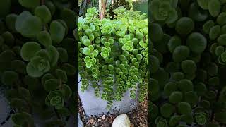 SEDUM MAKINOI UMA PENDENTE MARAVILHOSA DICAS DE CULTIVO suculentas plantaspendentes [upl. by Bow]