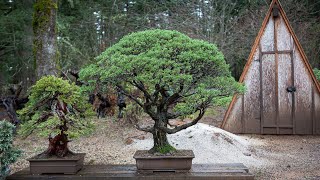 Repotting a Bonsai Monterey Cypress [upl. by Banks]