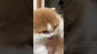 Cute Cats amp Funny Cats 💜💛cats shorts viral pets1 [upl. by Marilee113]