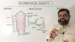 Insect Respiratory System  Entomology [upl. by Yhtomot]