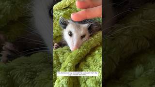 This family quickly rescued the opossum from the dogs mouth and then animalshorts [upl. by Derna453]