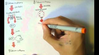 Bone Homeostasis Calcium and Phosphate Hormones [upl. by Assirek]