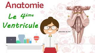 Anatomie  le 4 éme ventricule  cours de 2 eme année médecine [upl. by Ylram385]