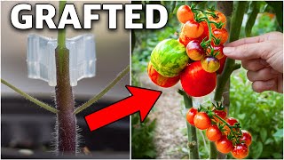 Using This INGENIOUS Technique Prevents ALL TOMATO PROBLEMS [upl. by Eimmas]