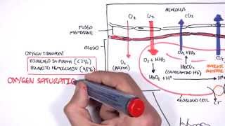 Respiration Gas Exchange [upl. by Fairman]