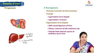 9 Anatomy of Liver  MBBS Lecture [upl. by Shir]