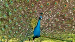 Peacock Dance Display  Peacocks Opening Feathers HD amp Bird Sound [upl. by Inoj]