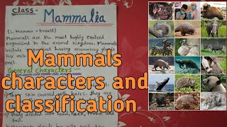 Class Mammalia  Characters and Classification notes explain in hindi [upl. by Ailaroc332]