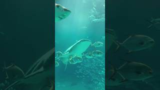 King Of Sea animals animalshorts seaanimals [upl. by Anirdna]