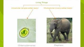 An Introduction To Unicellular And Multicellular Organisms [upl. by Oira]