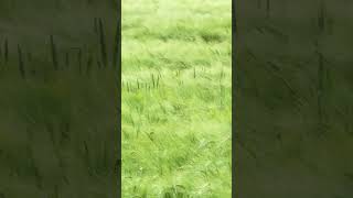 Feel the Wind  Whisper through the Crops  ASMR Wind Sounds [upl. by Freytag369]