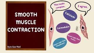 Smooth Muscle Contraction  Excitation Contraction Coupling  Nerve Muscle Physiology [upl. by Ynnep]