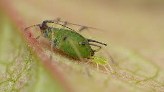 Aphid Live Birth  Macro Video  Photography  Panasonic  Raynox  Macro Shots [upl. by Corwin]