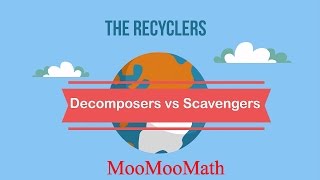 Decomposers vs Scavengers [upl. by Lattie]