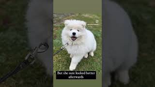 Samoyed puppy takes a muchneeded bath [upl. by Atnomed524]