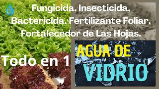 Fungicida Bactericida Insecticida Fertilizante Foliar y Fortalecedor de las hojas de tus Plantas [upl. by Araes]