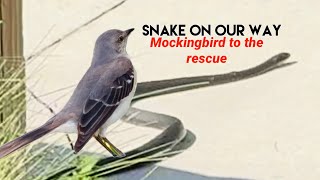 Mockingbird chases the snake out of our way  Bird vs Snake [upl. by Anirual]