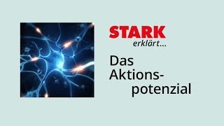 Das Aktionspotenzial  STARK erklärt [upl. by Audras]