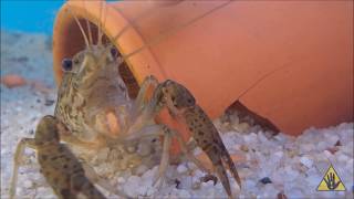 Understanding Crayfish A beginners Guide  SlapHazard Films [upl. by Rokach]