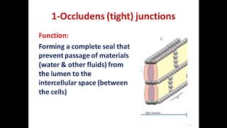 4 Intercellular junctions 2020 [upl. by Darda]