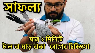 মাত্র ২ মিনিটে কবুতরের টাল বা ঘাড় বাঁকা রোগের প্রাকৃতিক চিকিৎসাkobutorer Taal Rog [upl. by Vanny]