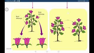 Sains tingkatan 1  Pendebungaan [upl. by Limaa]