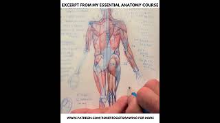 Excerpt from my online course Essential Anatomy figuredrawing figureanatomy anatomydrawing [upl. by Aggi]