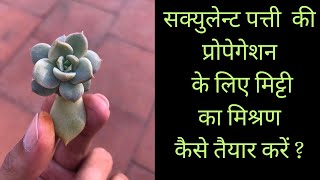 SUCCULENT LEAF PROPAGATION KI MITTI KAISE TAIYAAR KAREN [upl. by Con]