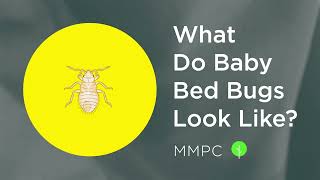 What do BABY BED BUGS Look Like How to Identify Bed Bug Nymphs [upl. by Kerianne]