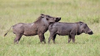 Secret Habits of Warthogs Revealed [upl. by Ailegnave]