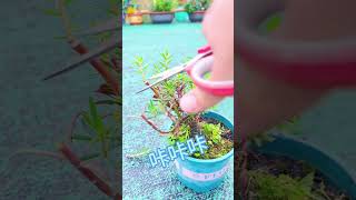 Good idea planting portulaca flower grow up so beautiful youtubeshorts plants garden flowers [upl. by Belac419]