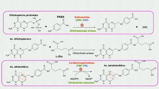 Sulfonamidas y aminopirimidinas trabajando en equipo sinergismo [upl. by Sofko]