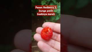 Panen REDberry 2 shortvideo shorts short bushcraft survival [upl. by Wendel]