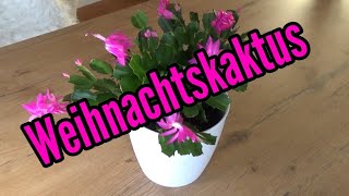 Weihnachtskaktus pflegen gießen düngen vermehren Standort umtopfen Schlumbergera [upl. by Ednyl]