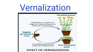 Vernalization  Springification  Significance [upl. by Ainafets]