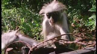 Colobus monkey medicine  BBC [upl. by Bluefield]