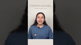 Glándulas Parótidas  Odontologia [upl. by Dyann157]