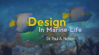 Origins Design in Marine Life [upl. by Hujsak]