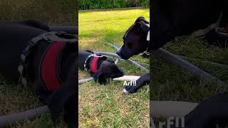 LABRADOR PUPPY STEALS BONE FROM PIT BULL [upl. by Lareena924]