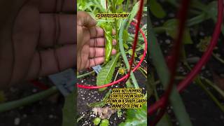 Rare Hot Peppers  Growing from Seed  Minnesota Zone 4 Garden  Vegetable Gardening in Raised Beds [upl. by Hofstetter350]