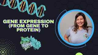 Gene Expression From Gene to Protein Biology Ch 17 [upl. by Anyala]