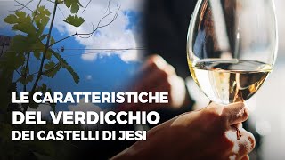 Le caratteristiche del Verdicchio dei Castelli di Jesi con Valerio Canestrari Fattoria Coroncino [upl. by Ahsenat628]