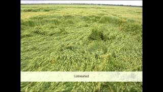 GRDC Grains Research Updates 56 March 2013 Northern Region Goondiwindi QLD Rob Battaglia [upl. by Mchugh141]