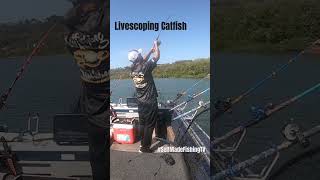 Livescoping channel catfish on the Ohio River [upl. by Sirromal]