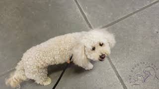 Houston dog training  2 yr old barking Bichon Poodle mix Ruger [upl. by Oberon]