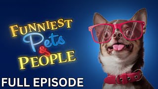 Llama Drama  Funniest Pets and People  Season 4  Episode 12 [upl. by Alley324]