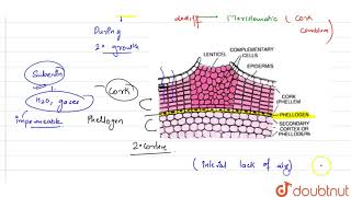 Explain the role of lenticels  11  ANATOMY OF FLOWERING PLANTS  BIOLOGY  PRADEEP  Doubtnut [upl. by Clarise123]