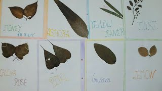 Best Herbarium Project File  How to make Herbarium Project [upl. by Philpot]